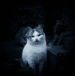 Portrait of cat sitting on floor at night