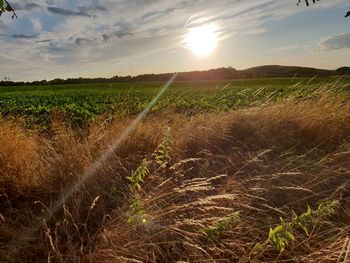 Scenic view of field against sky during sunset