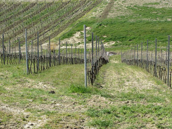 Scenic view of rolling hillside with vineyards . tuscany, italy