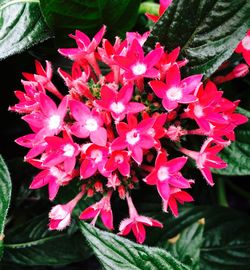 Close-up of pink flowers