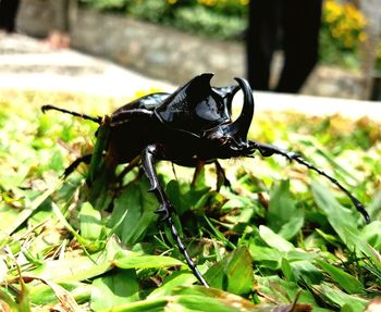 Close-up of bug on plant