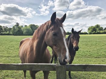 Horses standing on field against sky