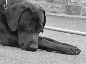 Close-up of sad dog outdoors