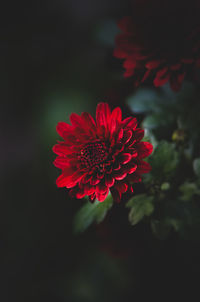 Close-up of red flowering plant
