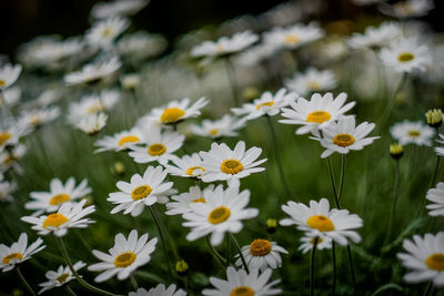 Close-up of white daisy flowers on field