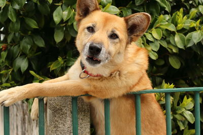 Portrait of a dog looking away