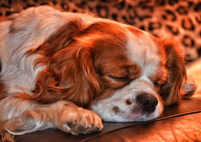 Close-up of a dog sleeping