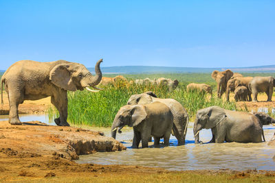 Elephant in a row against the sky