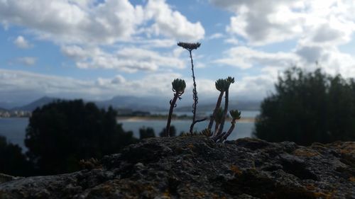 Close-up of cactus plant against sky