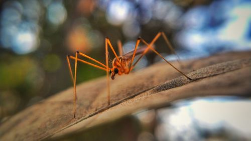 Close-up of insect
