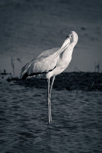 Bird in lake