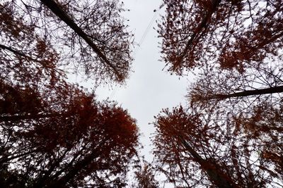 Low angle view of trees against sky