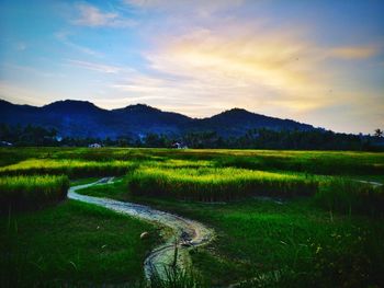 Scenic view of field against sky during sunset