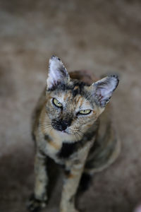 High angle portrait of cat outdoors