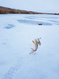 View of crab on frozen lake