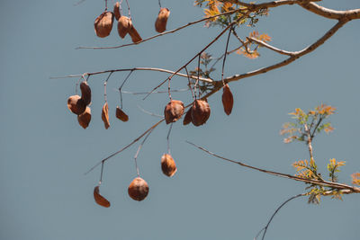 Low angle view of berries on tree against sky