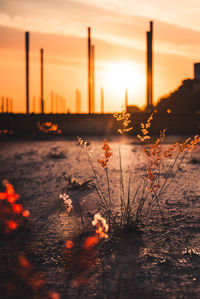 Silhouette plants against sky during sunset