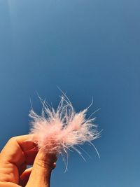 Close-up of hand holding dandelion