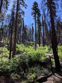 Trees in forest against sky