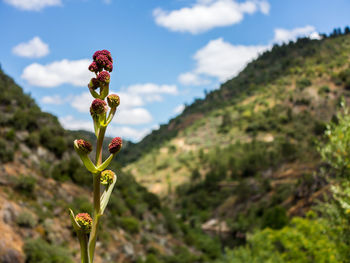 Close-up of flowering plant on field