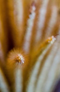 Close-up of yellow flowering plant