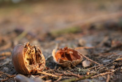 Close-up of dry leaves on land