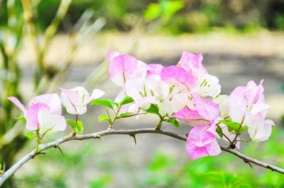Close-up of pink bougainvillea flowers blooming outdoors