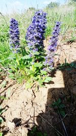 Purple flowers on field