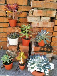 Potted plants against wall