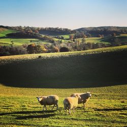 Sheep grazing on field against clear sky