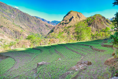 Scenic view of agricultural field against sky