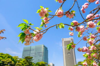 Low angle view of cherry blossoms against sky