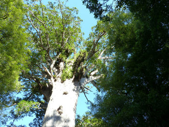 Low angle view of trees against sky