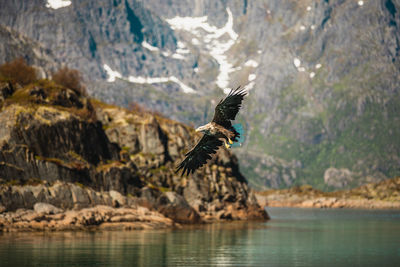 Bird flying over rock