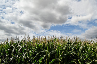 Crops growing on field against sky