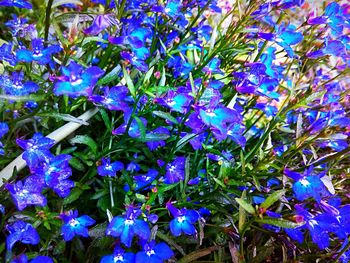 Close-up of purple flowering plants