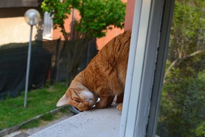 Close-up of ginger cat