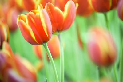 Close-up of orange tulips on field