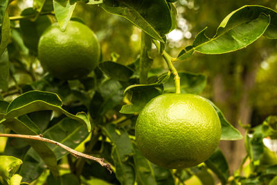 Close-up of fruits on tree