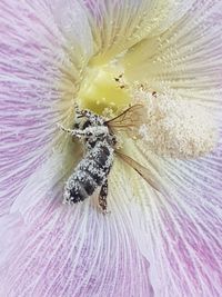 Close-up of insect on purple flower