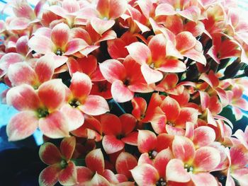 Full frame shot of red flowering plants