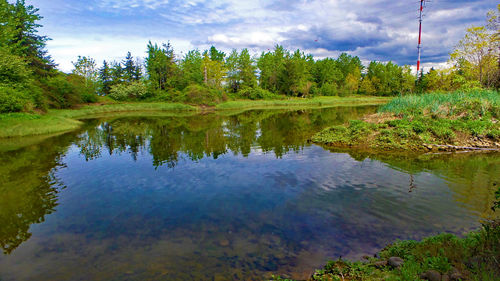 Reflection of trees in water