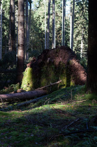 Moss growing on tree trunk in forest