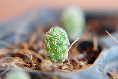 Close-up of cactus plant growing on field