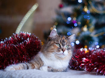 Close-up of christmas tree