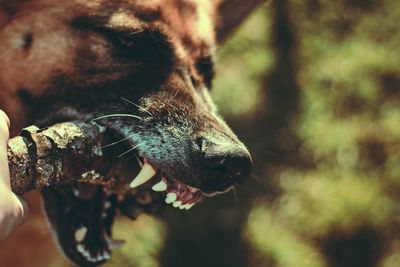 Close-up of dog with stick in mouth