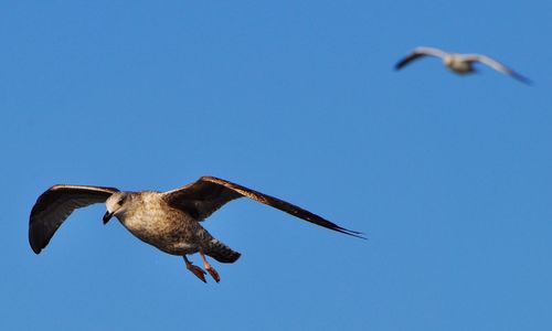 Low angle view of seagull flying against clear blue sky