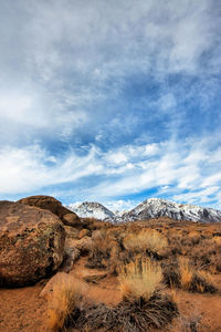 Desert plants in the buttermilks rock formations sierra nevada mountain region california