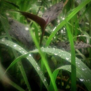 Close-up of water drops on grass