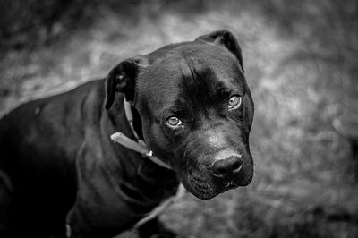 Close-up portrait of a dog